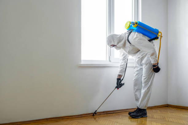 Best Termite Control Services  in Waveland, MS